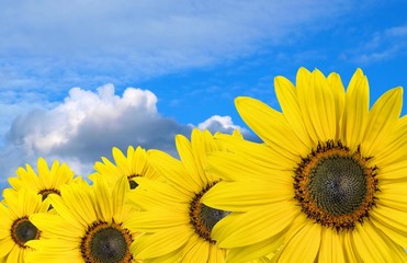 sunflowers with sky