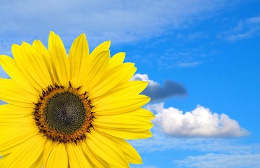Obraz premium beautiful sunflower with sky