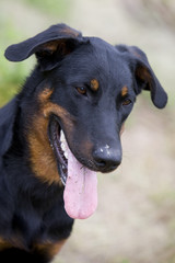 berger de beauce tirant la langue en portrait