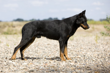 beauceron de profil immobile à la campagne - fixer