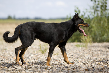 beauceron adulte marchant de profil la langue pendante