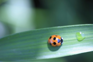 テントウ虫