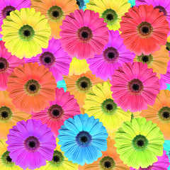 Gerbera