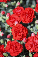 カーネーション、赤