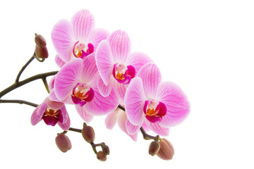 Pink phalaenopsis orchid - obrazy, fototapety, plakaty