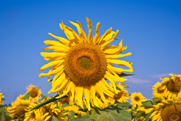 Naklejka premium Sonnenblume im Sonnenblumenfeld in der Sonne