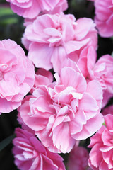 カーネーション、ピンク