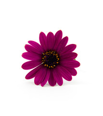 one purple daisy over white background