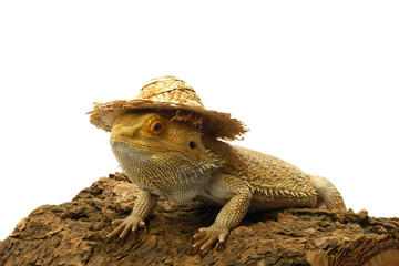 Naklejka premium Bearded dragon with hat