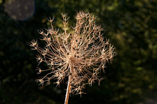รูปภาพAlium – เลือกดูภาพถ่ายสต็อก เวกเตอร์ และวิดีโอ83,557 | Adobe Stock