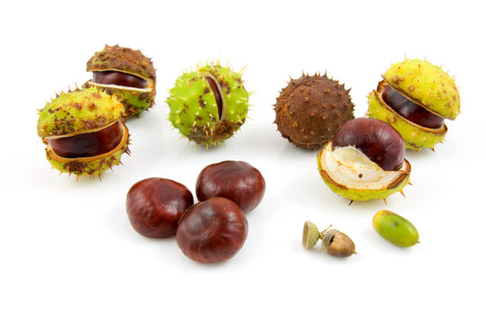 Autumn look with chestnuts over white background