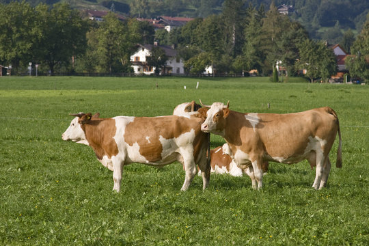 k&uuml;he