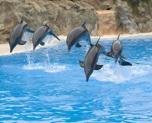 Wall murals Dolphin Dolphin Show