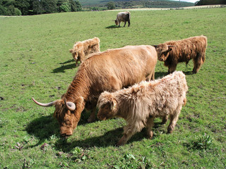 Highland_cows