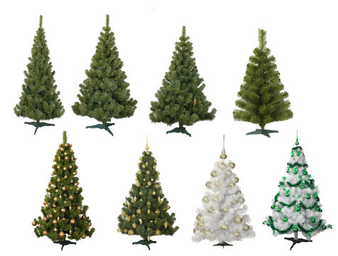 Christmas fur-trees on white