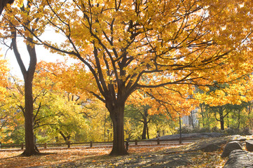 Fototapeta na wymiar Beautiful fall park with leaves turning colors