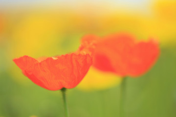 Naklejka premium ポピー