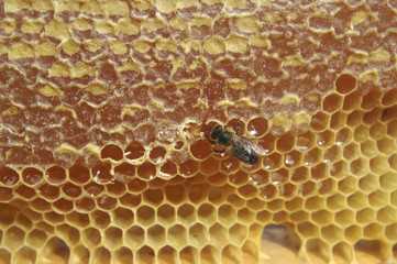 Bee on the honeycomb.