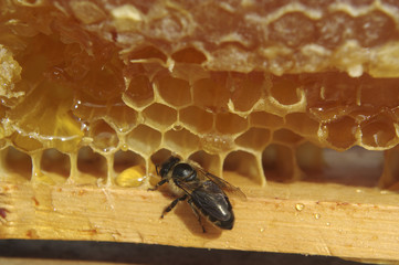Bee working for honey.