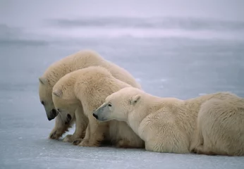 Crédence de cuisine en verre imprimé Ours polaire Polar bears in Canadian Arctic