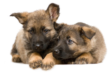 German shepherds puppys