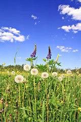 Obraz premium flowerses on field