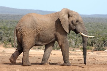 Fototapeta na wymiar African Elephant Bull