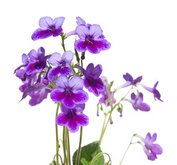 Fototapeta na wymiar Purple-lilac Streptpcarpus (Cape Primrose, nodding violet), isol