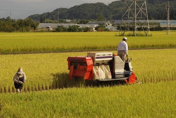 稲刈りの風景