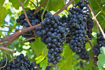 Blue grapes