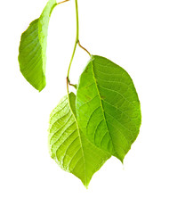 Fototapeta premium autumn leaves