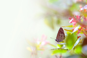 Butterfly on a Leaf