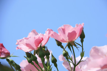 バラ、ピンク