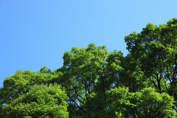 青空と新緑