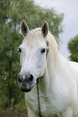 Rural horse  of the white color