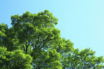 青空と新緑