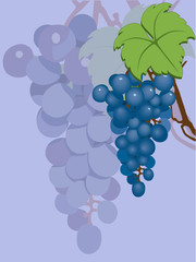 Juicy grapes