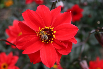 bee on red daisy