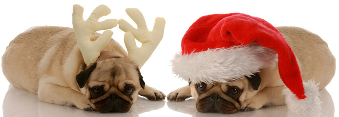 two pug dogs dressed up as santa and rudolph