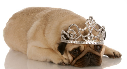 spoiled dog - pug dressed up with tiara