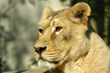 lion