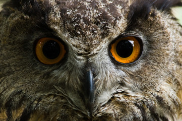 Eagle owl  with big orange eyes