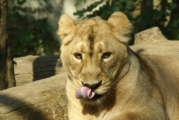 lion