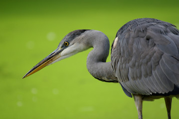 heron