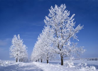 Frozen trees