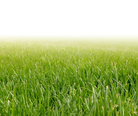 background with spring green grass