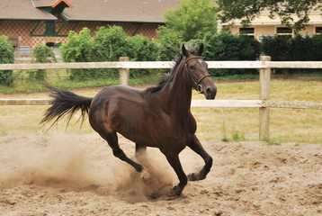 Au Galop