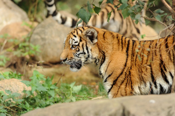 Zoo 95