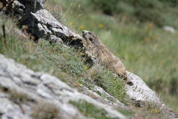 Marmotte