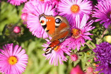 Tagpfauenauge, Herbstaster